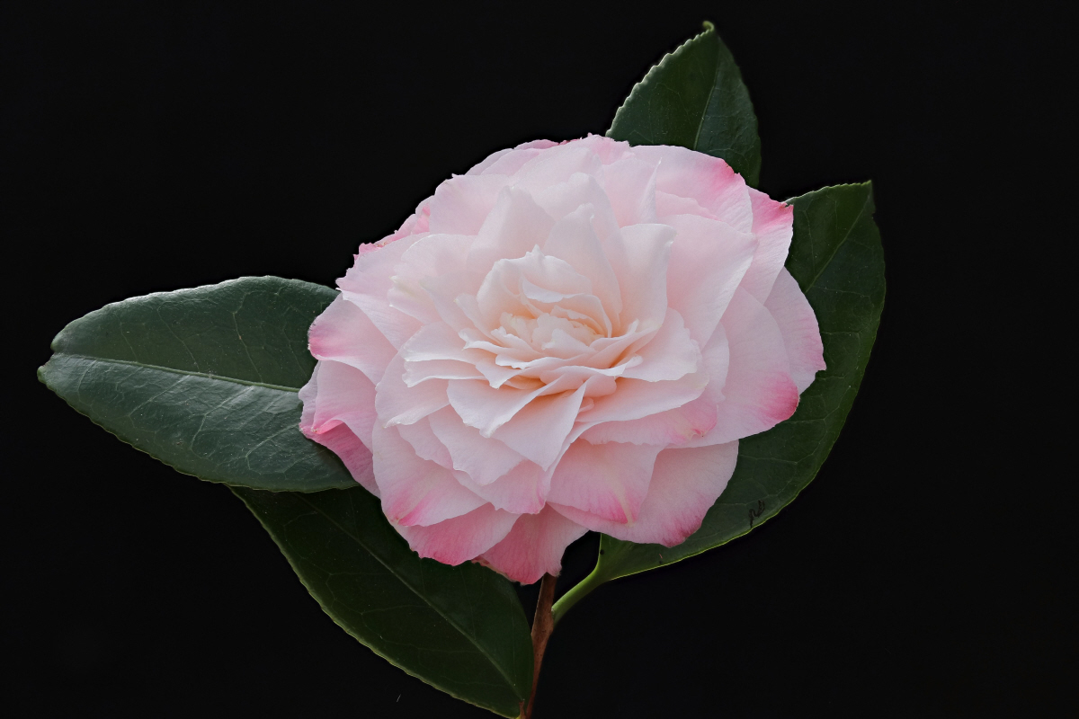 Nuccio's Pearl